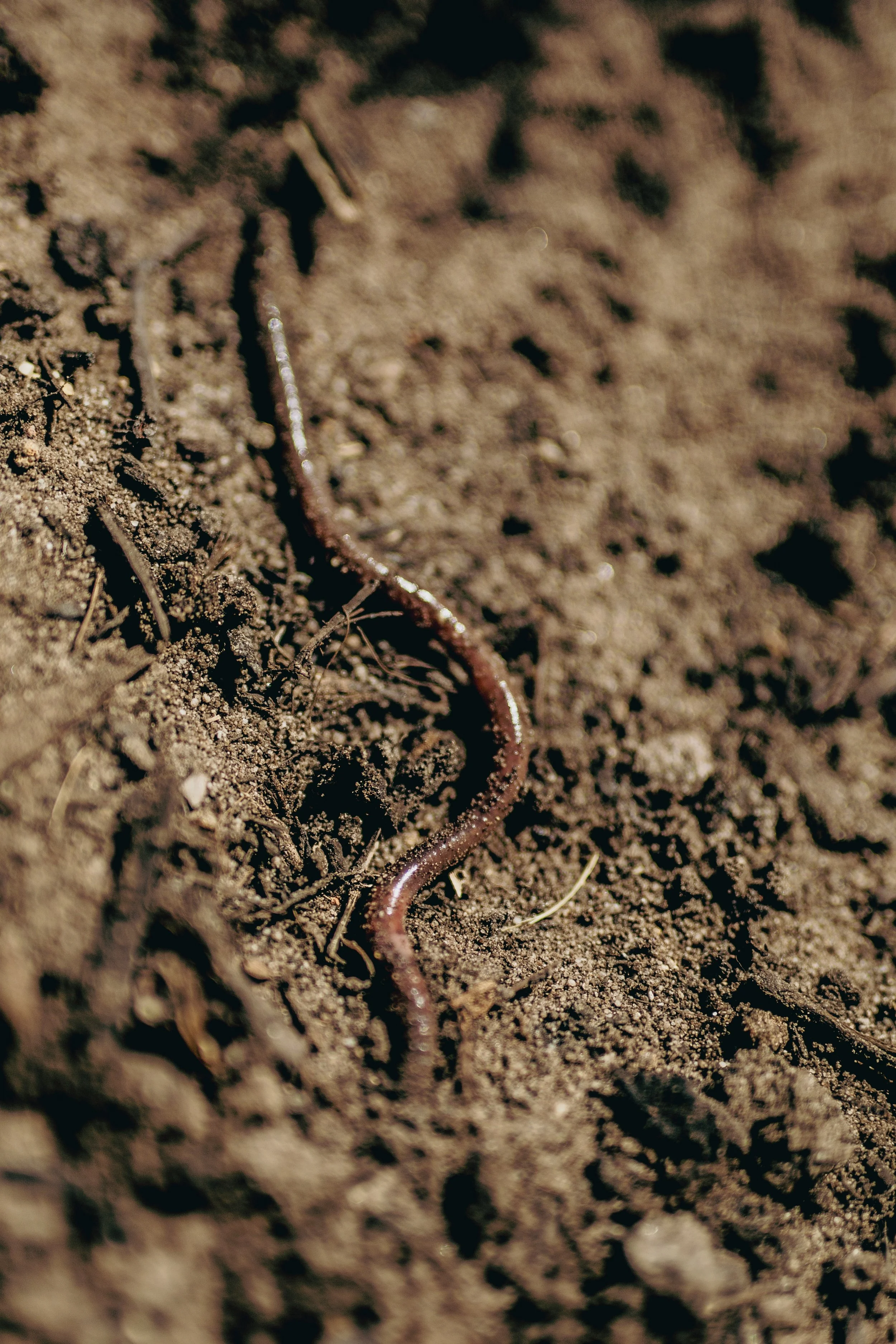 1 - 20251117 - MZANZI - HELG0546-2_.jpg