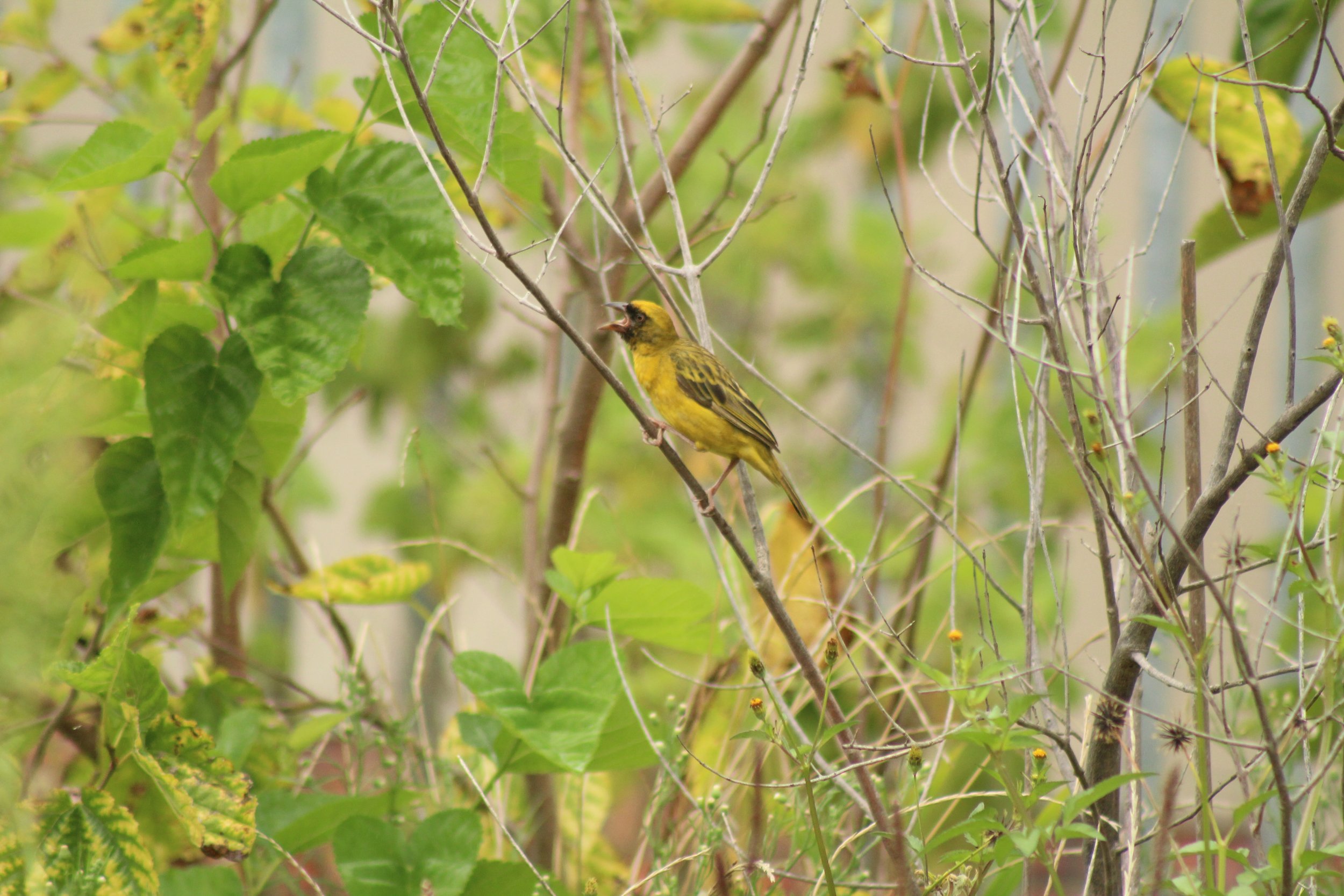Southern Masked Weaver