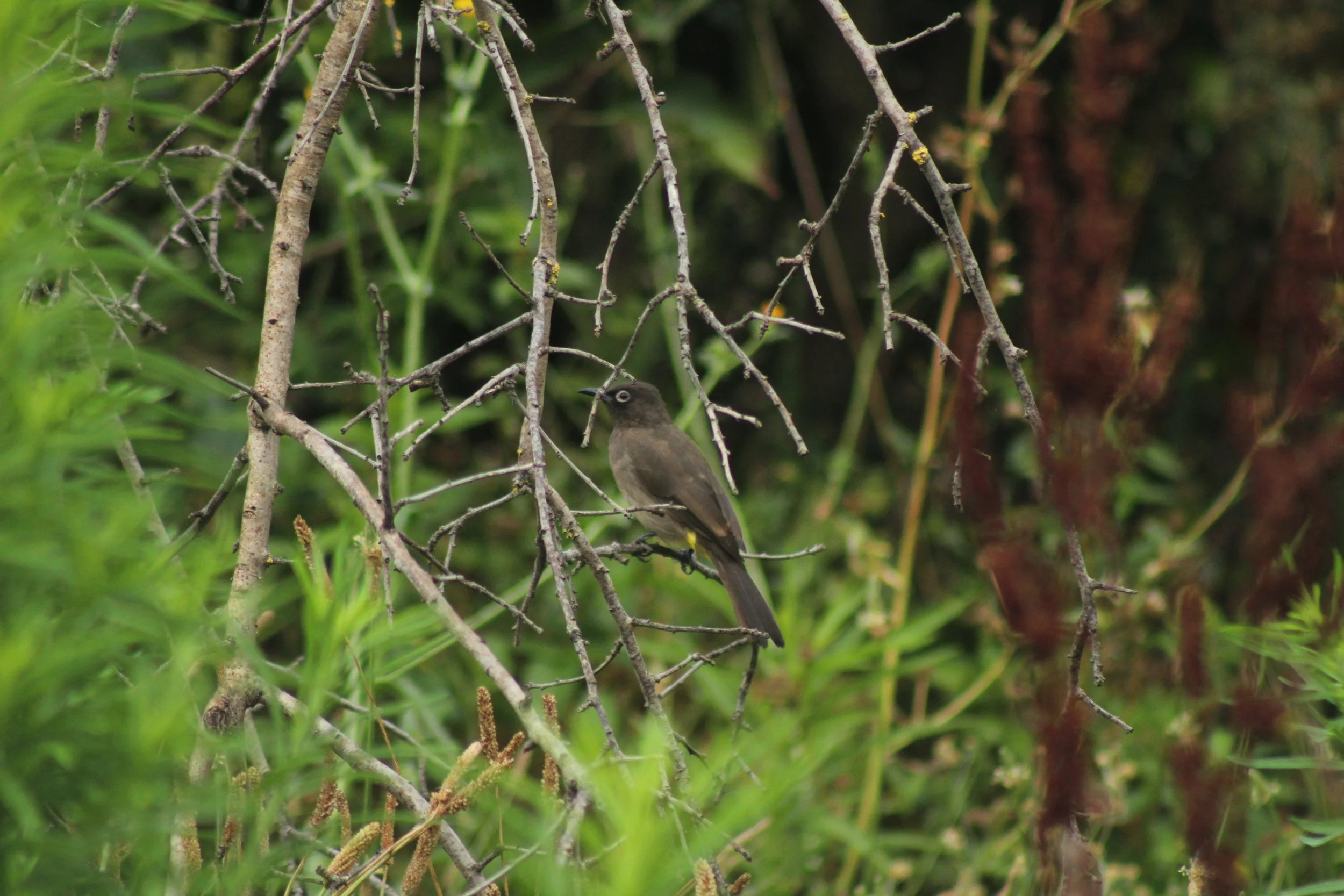 Cape Bulbul