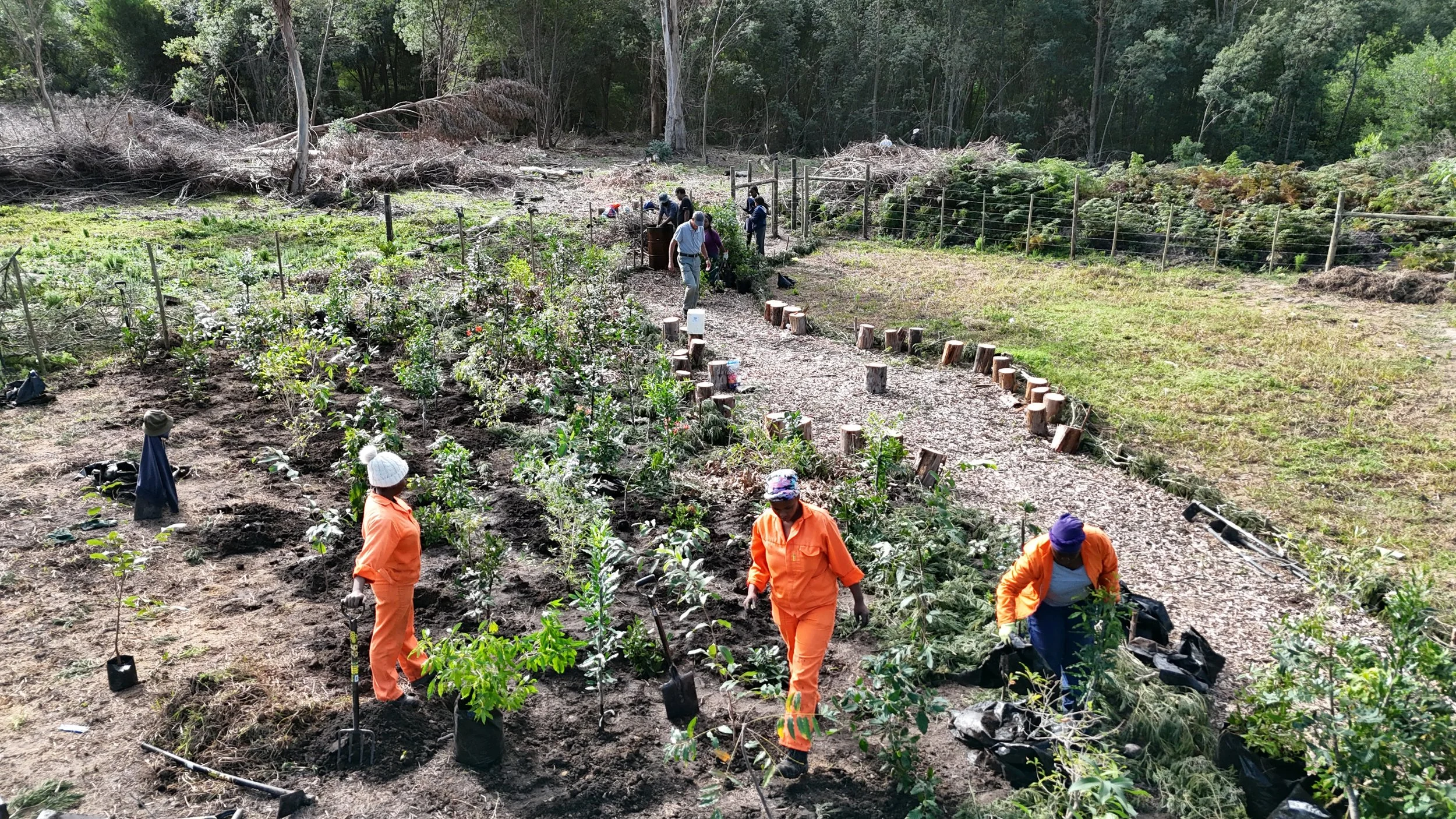 1 - 20250529 - forest of remembrance - DJI_20250529114505_0645_D_.jpg