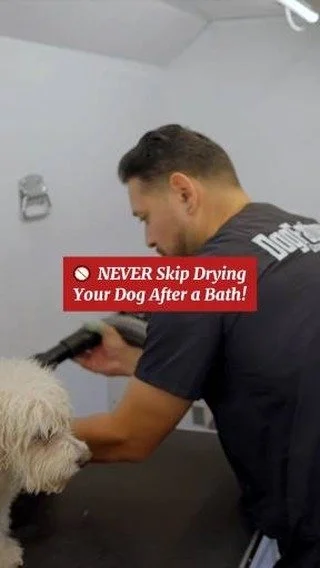 Leaving your dog wet isn’t just uncomfortable—it can actually lead to serious skin issues like hot spots, matting (especially for long-haired breeds), and even fungal infections. 😬
Proper drying helps prevent that “wet dog smell,&