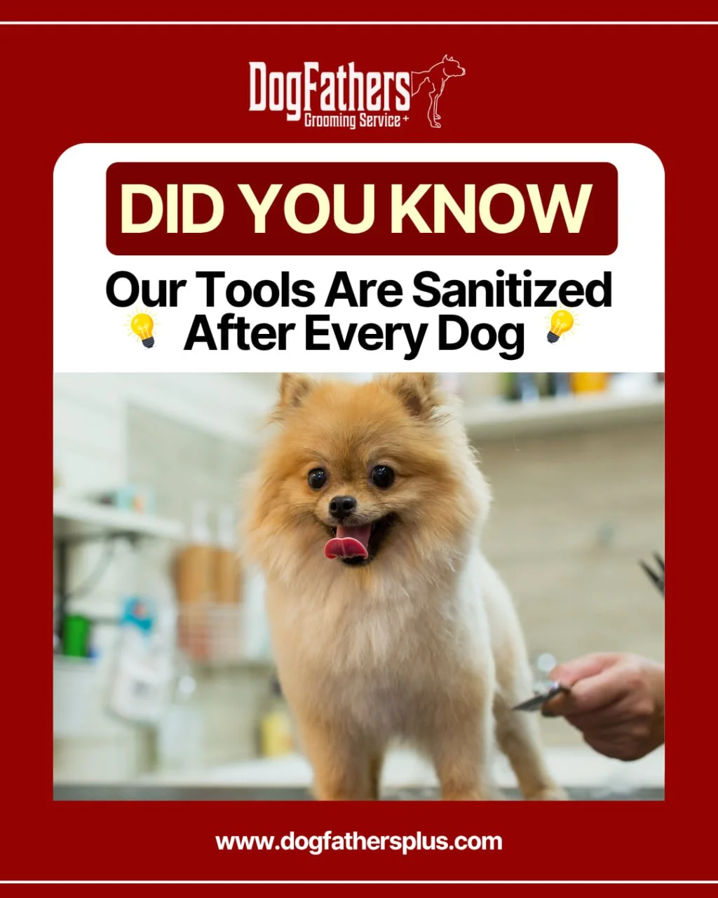 Did you know that improperly sanitized grooming tools can lead to skin infections, bacterial growth, and even the spread of parasites? 😷🦠
At Dogfathersplus, cleanliness isn’t optional—it’s essential. That’s why we follow st