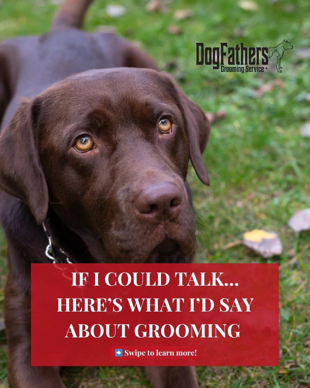 Just a happy pup, a clean coat, and a whole lotta tail wags. 💖
Whether your dog’s due for a deep clean, a fresh trim, or just some TLC—we bring the spa to you.
Perfect for busy pet parents, anxious pups, and everyone who loves convenien