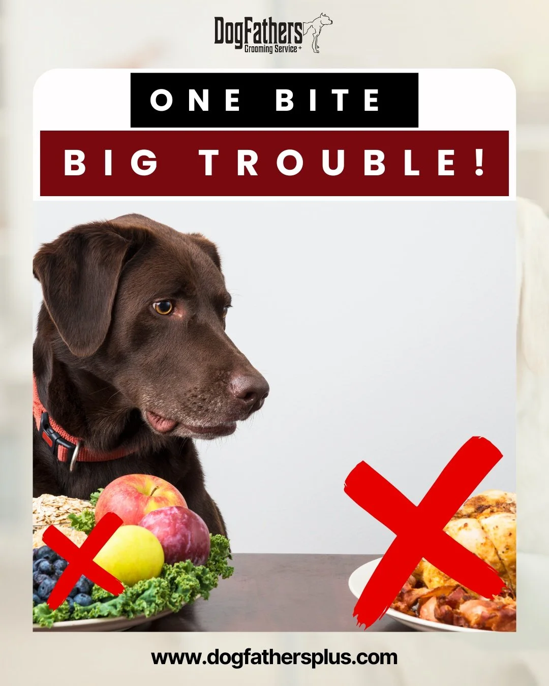 The holidays are full of delicious foods&hellip; but not all of them are safe for your pup. 🍗🍫🥧 One careless bite could land them in the ER.

Dangerous holiday foods to watch out for:

Chocolate &ndash; toxic and can cause vomiting, diarrhea, seiz