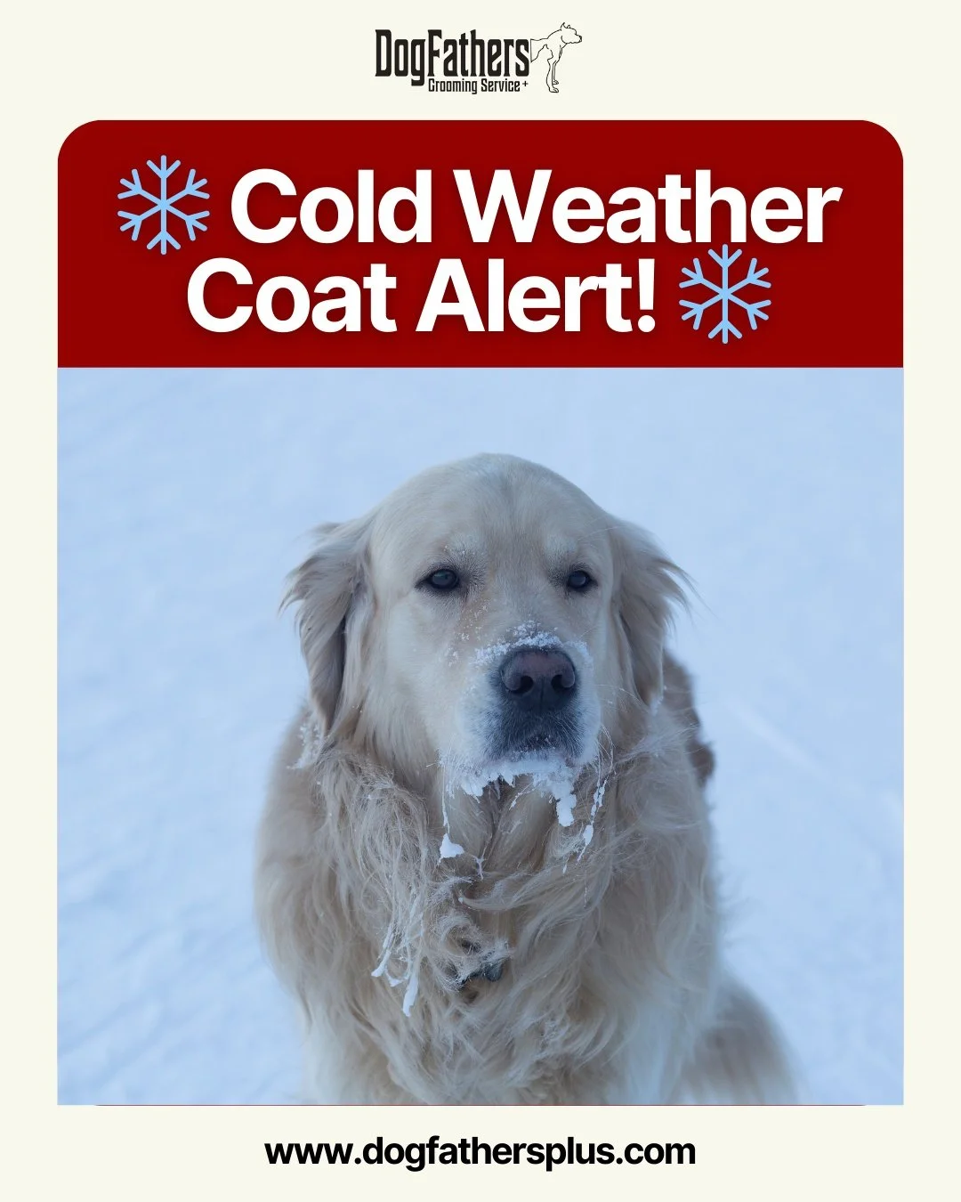 Winter matts get worse fast &mdash; and most pet parents don&rsquo;t realize it.

When your dog&rsquo;s coat matts up, it traps moisture, dirt, and cold, making it painful for your pup and increasing the risk of skin irritation and infections.
And he