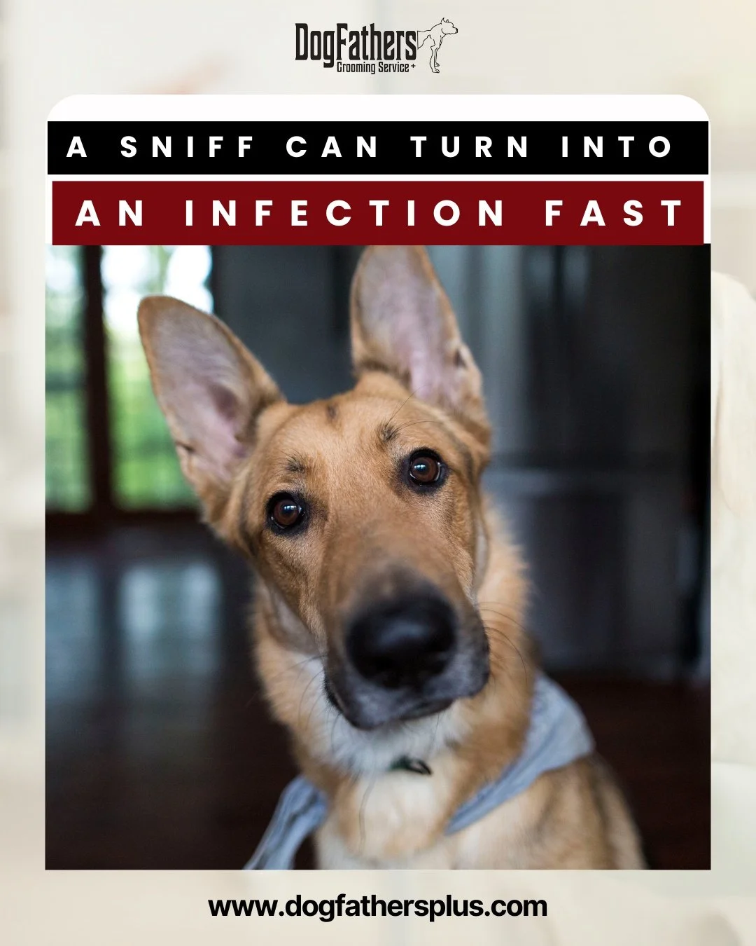 A lot of pet parents don&rsquo;t realize that ear infections usually start small&mdash;a little dirt, trapped moisture, or wax buildup. But if left untreated, it can quickly turn into pain, inflammation, yeast growth, and bad odor inside your dog&rsq
