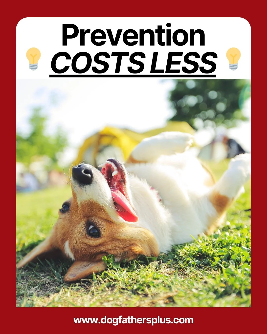 Regular grooming isn&rsquo;t just about keeping your furry friend looking cute&mdash;it&rsquo;s a crucial part of their health routine. When you groom your dog consistently, you&rsquo;re checking for hidden issues like skin infections, ear problems, 