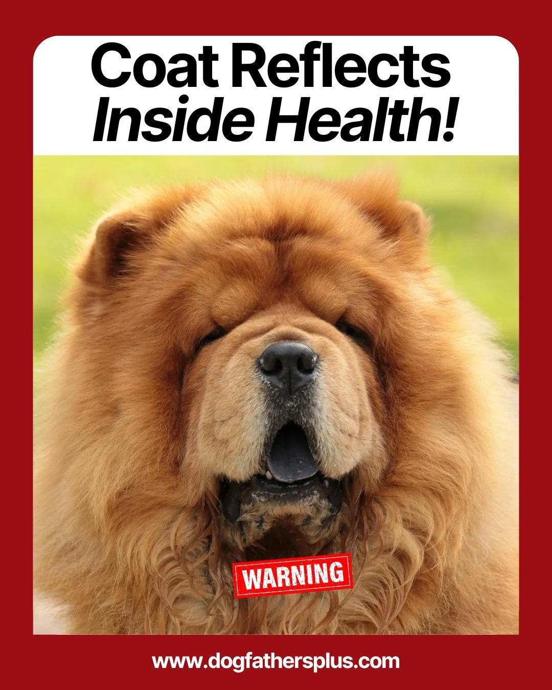 A shiny coat isn&rsquo;t just about looks &mdash; it&rsquo;s a health report.

When your dog&rsquo;s coat turns dull, dry, or unusually greasy, that&rsquo;s not random&hellip; it can be an early warning sign of underlying issues like poor nutrition, 