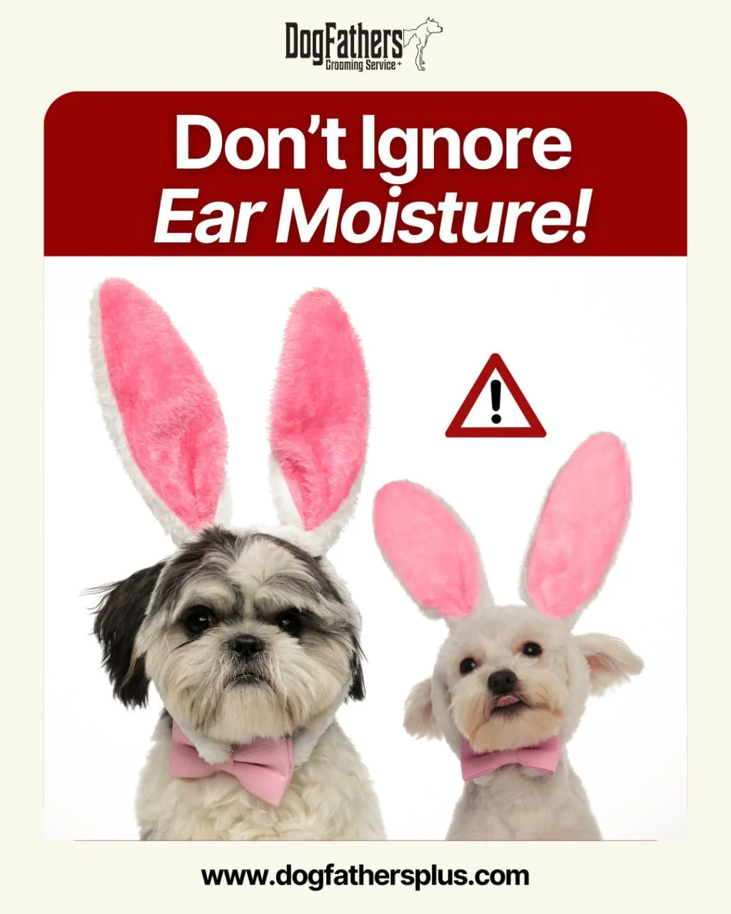 Most pet parents don&rsquo;t notice this until it&rsquo;s too late&hellip; 👀
Your dog&rsquo;s ears naturally trap moisture &mdash; and that warm, dark space? Perfect breeding ground for yeast and bacteria.

That &ldquo;slight smell&rdquo; or extra s