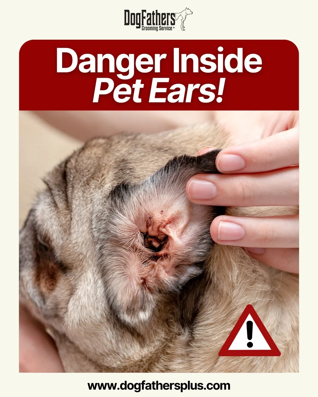 🐾 Hair Blocking the Ear Entrance

Excess hair around the ear entrance can significantly reduce airflow and trap moisture inside the ear canal. When moisture is unable to properly dry, it creates an ideal environment for bacteria and yeast to multipl