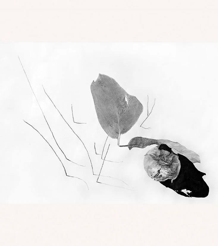Kaki and standing lines, 2023, Graphite and sumi ink on paper
