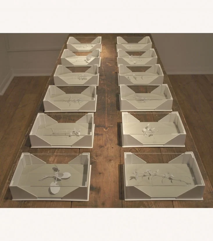 Installation GV Gallery, Weeds 111, 2013, Paper, glue and perspex.