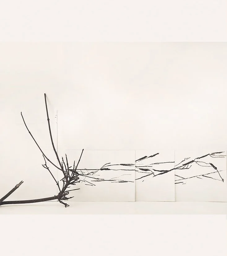 Found and gifted (studio assemblage) 2024, Branch, charcoal on paper