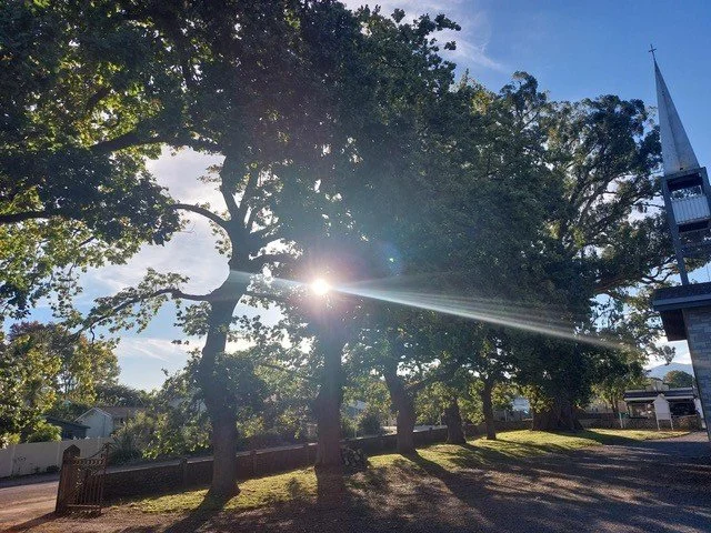 Oak tree - photo 1 after.jpg