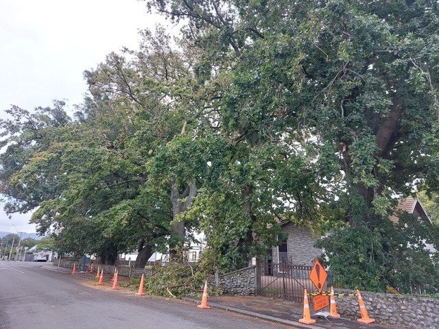 Oak tree - photo 1.jpg