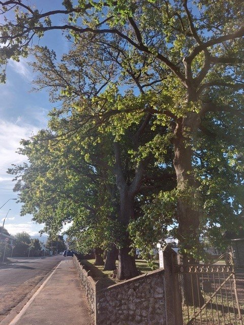 Oak tree - photo 2 after.jpg