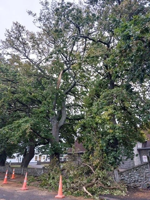 Oak tree - photo 2.jpg