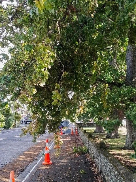 Oak tree - photo 3 before.jpg