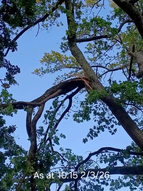 Oak tree - photo 4 before.jpg