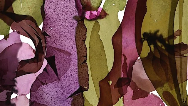 An Evening of Kelp with Josie Iselin