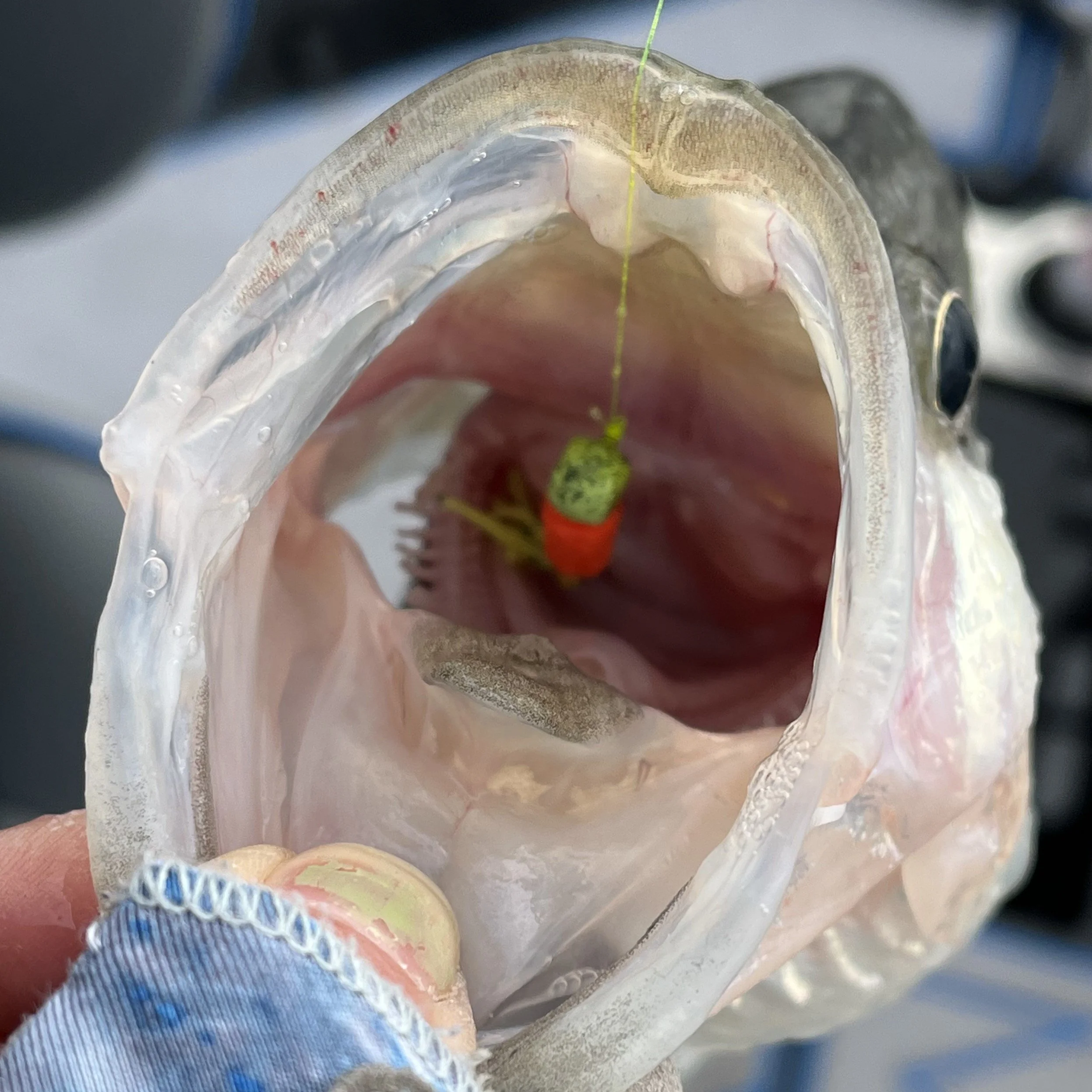 Nov. 16, 2024 Sunkist Jig