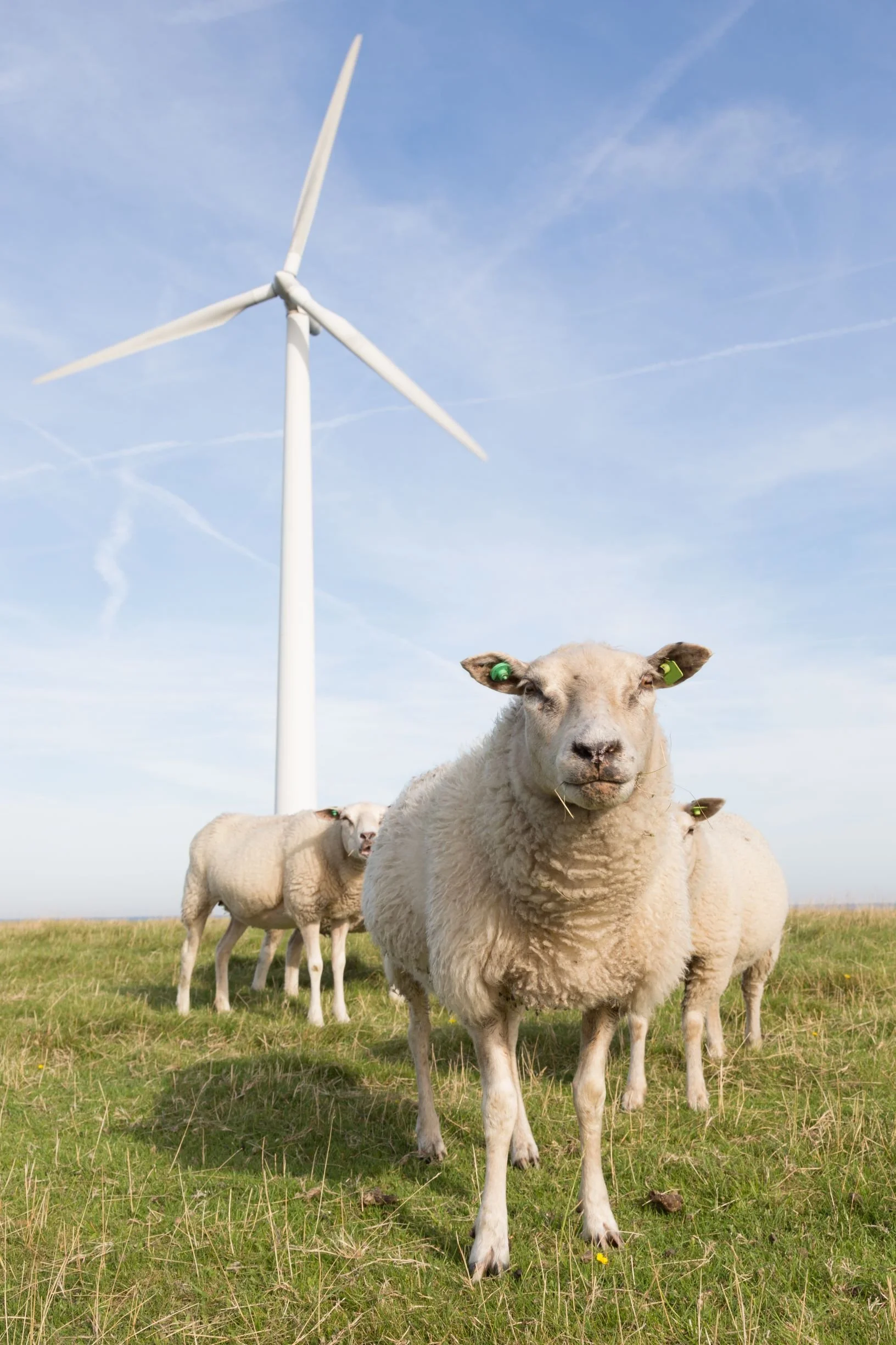 sheep and wind turbine