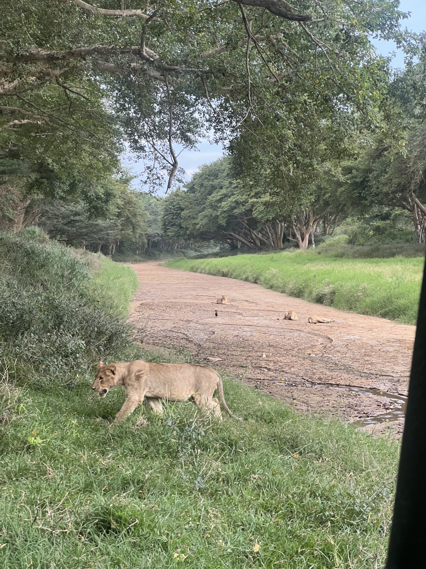 Adam IQA - Safari.jpg