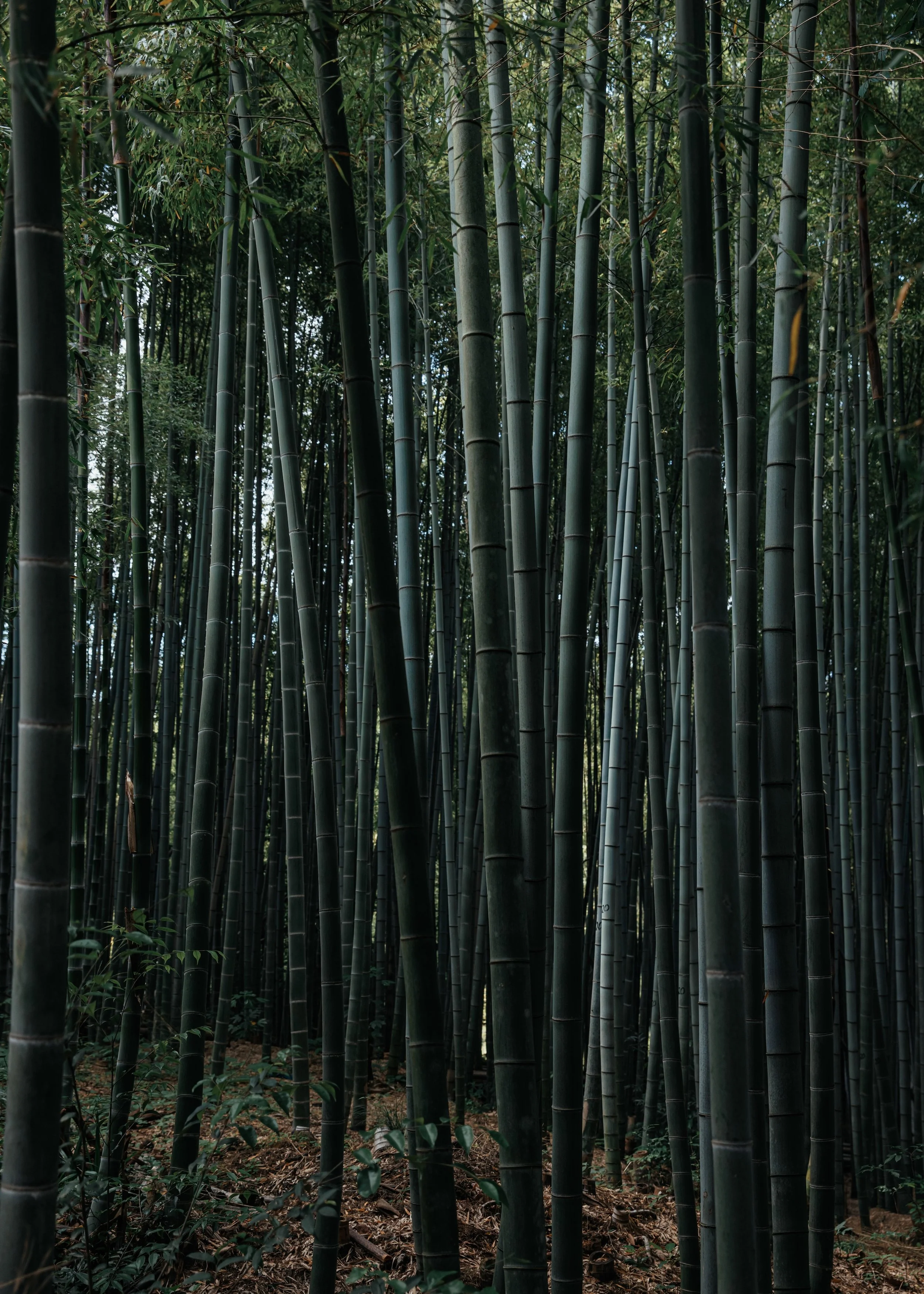 2026_05_24_Japan_AK_108.jpg