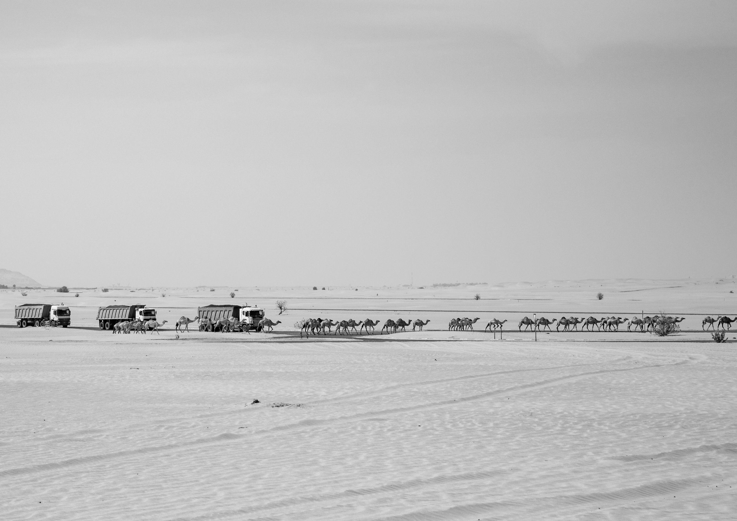 2021_06_28_Camels_In_The_Desert_AK_59.jpg