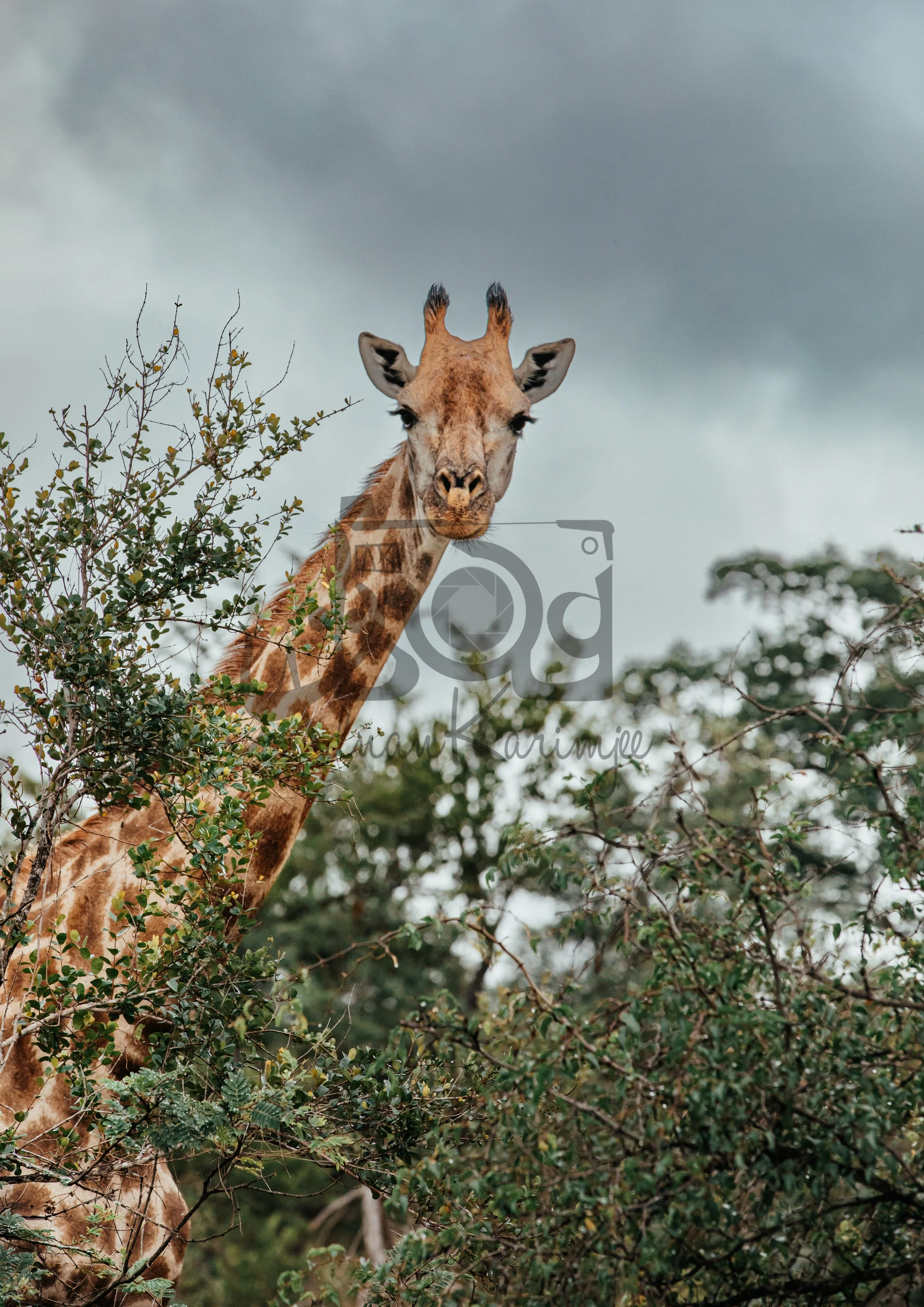 Curious Giraffe