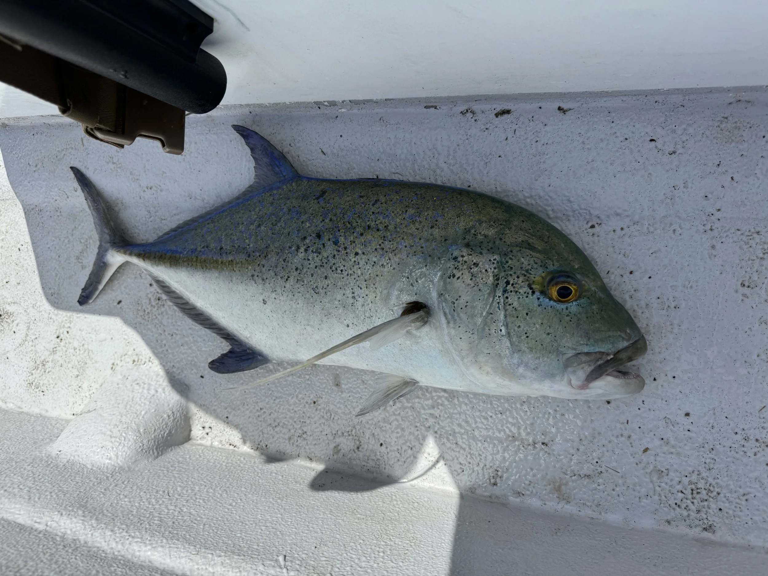 Successful fishing trip in Suva-- Caught one of the best fish in Fiji Blue Fin Traveli 