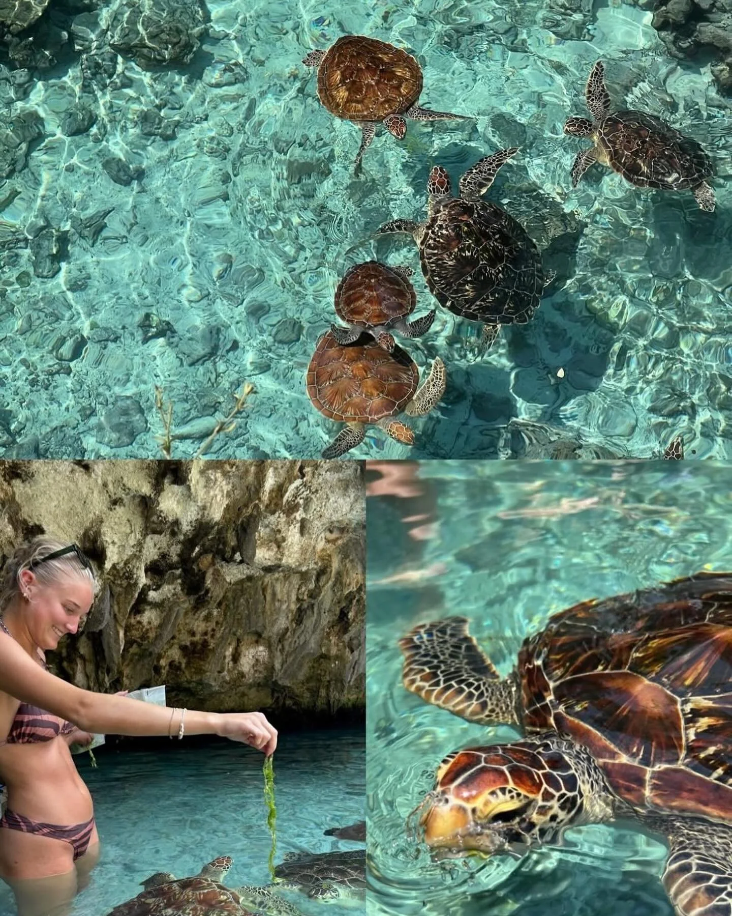 De f&oslash;rste 10 dage er g&aring;et med et fantastisk oktober hold. Dagene har v&aelig;ret fyldt med f&aelig;llesskab og autentiske oplevelser🤎

Her et lille glimt fra kamerarullen 〰️

🐢 Havskildpadder 
🌀F&aelig;lles meditation ved poolen guide