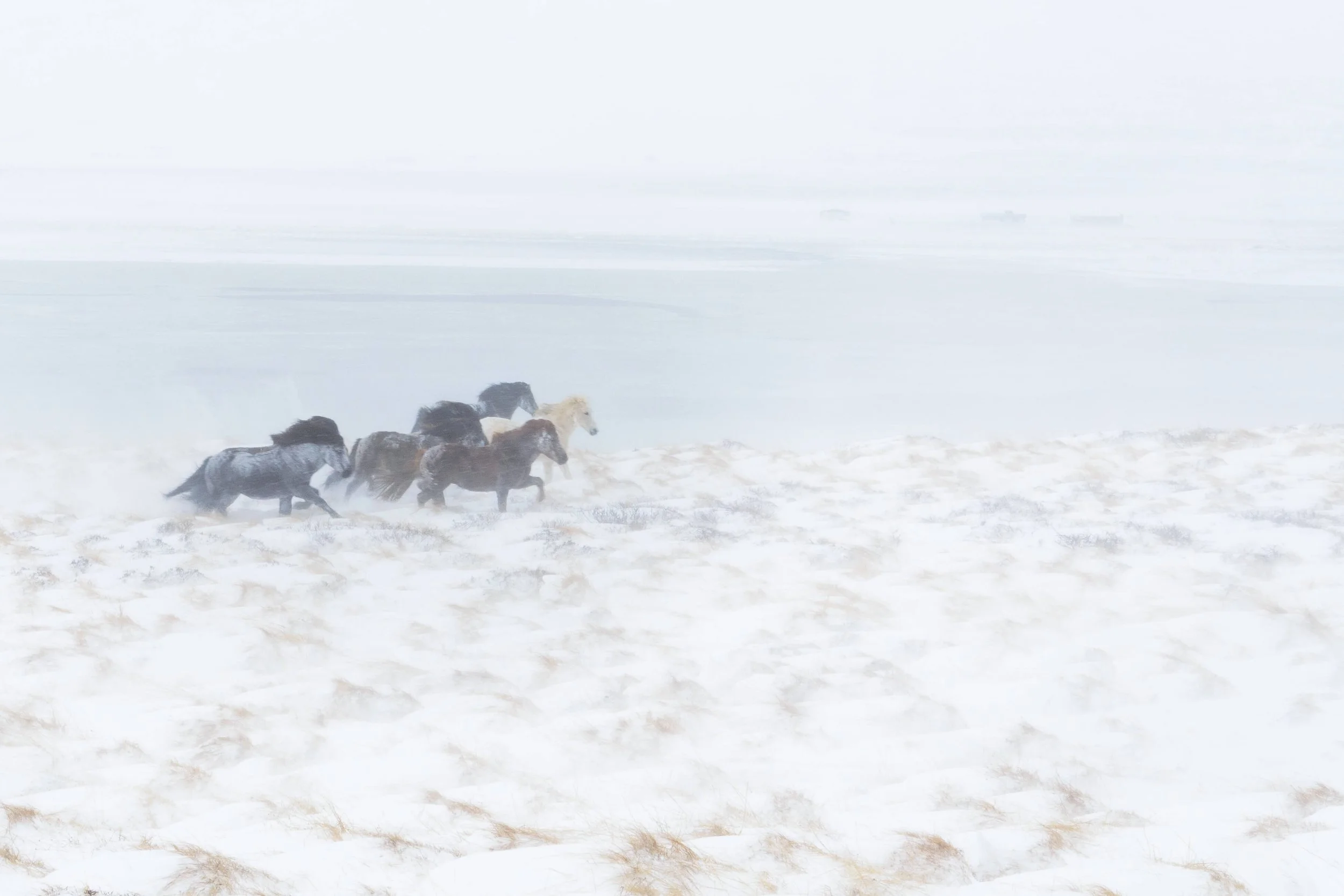 Une harde de chevaux sauvages galopant dans un paysage enneigé et brumeux.