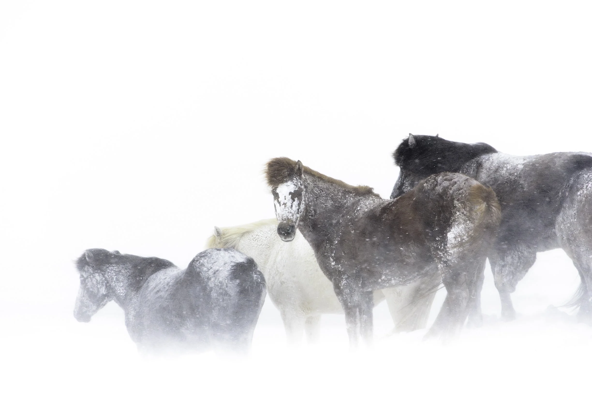 voyage-photo-islande-chevaux-neige-tempête-masque.jpg