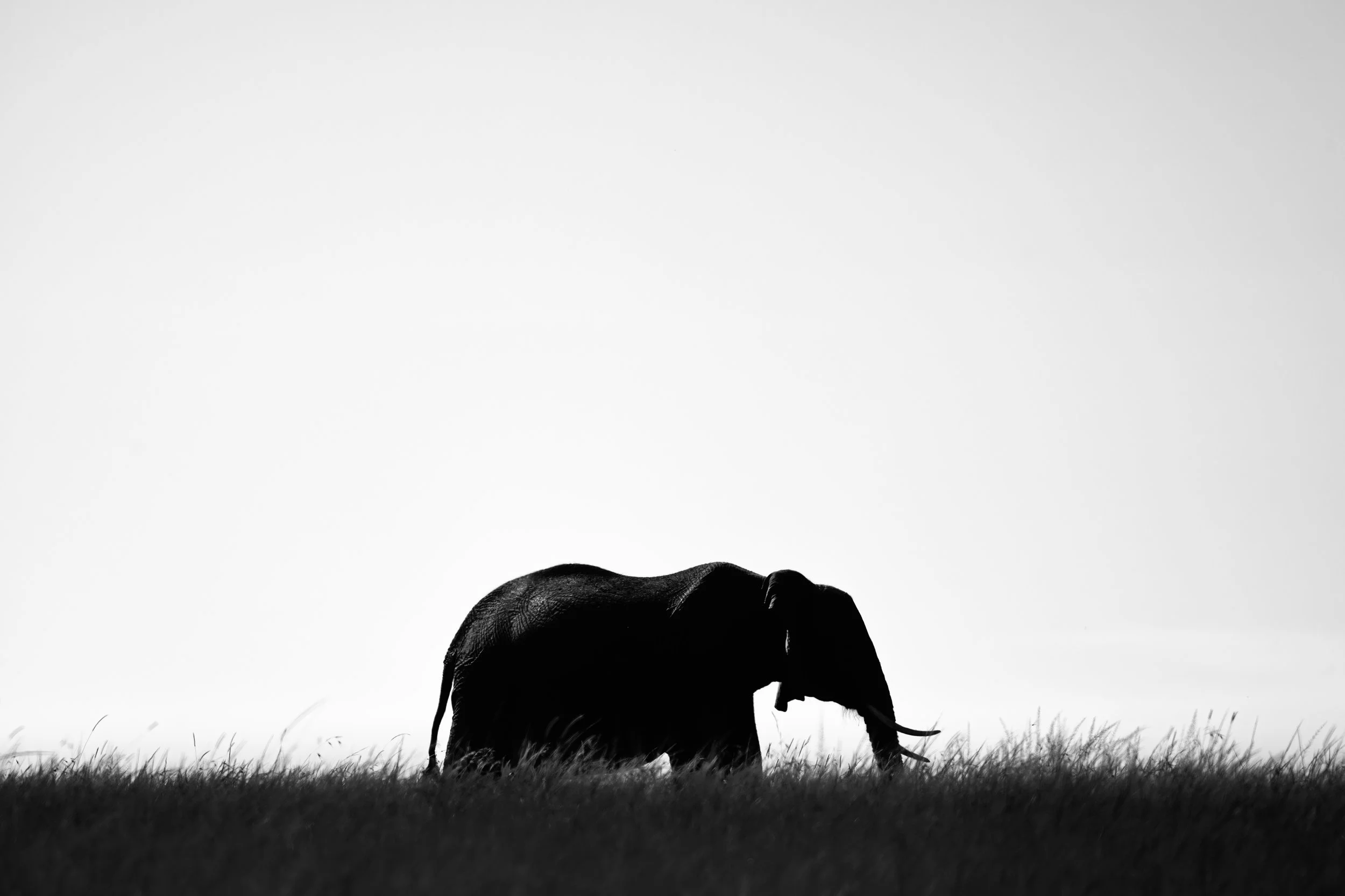 Morii ready Elefant 014.JPG