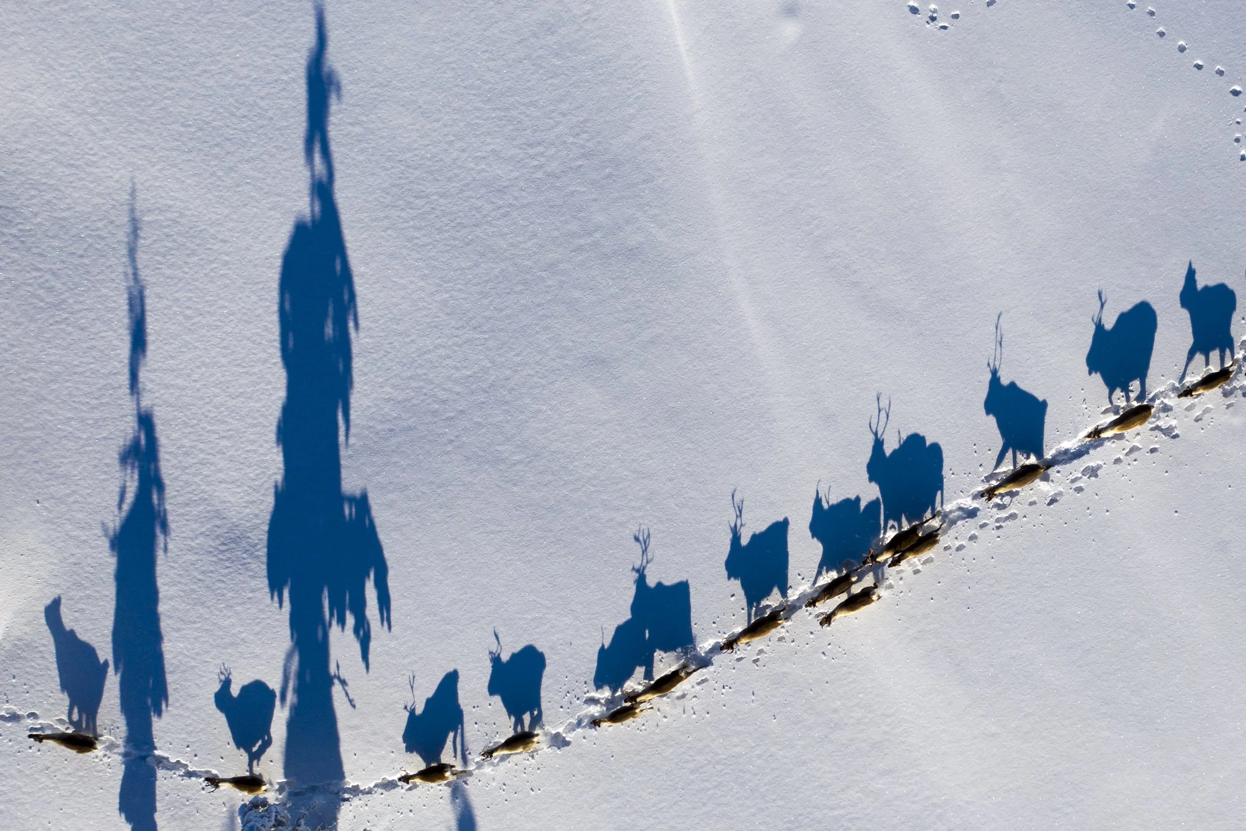 SWEDEN - VILHELMINA - Reindeers from the Vilhelmina Norra Sameby - 2020.JPG