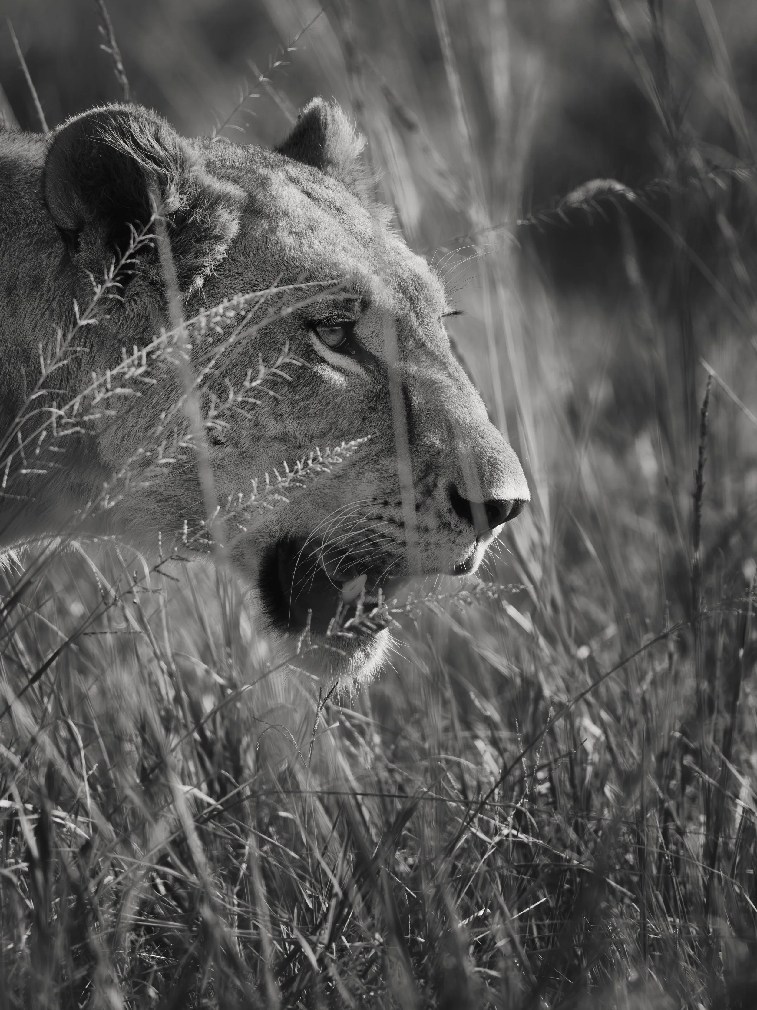 Morii ready Lioness027.JPG