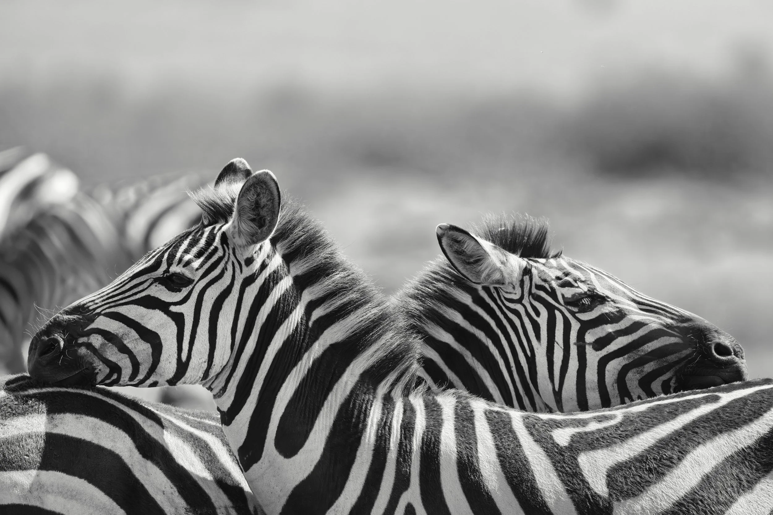 Morii ready Zebra 005.JPG