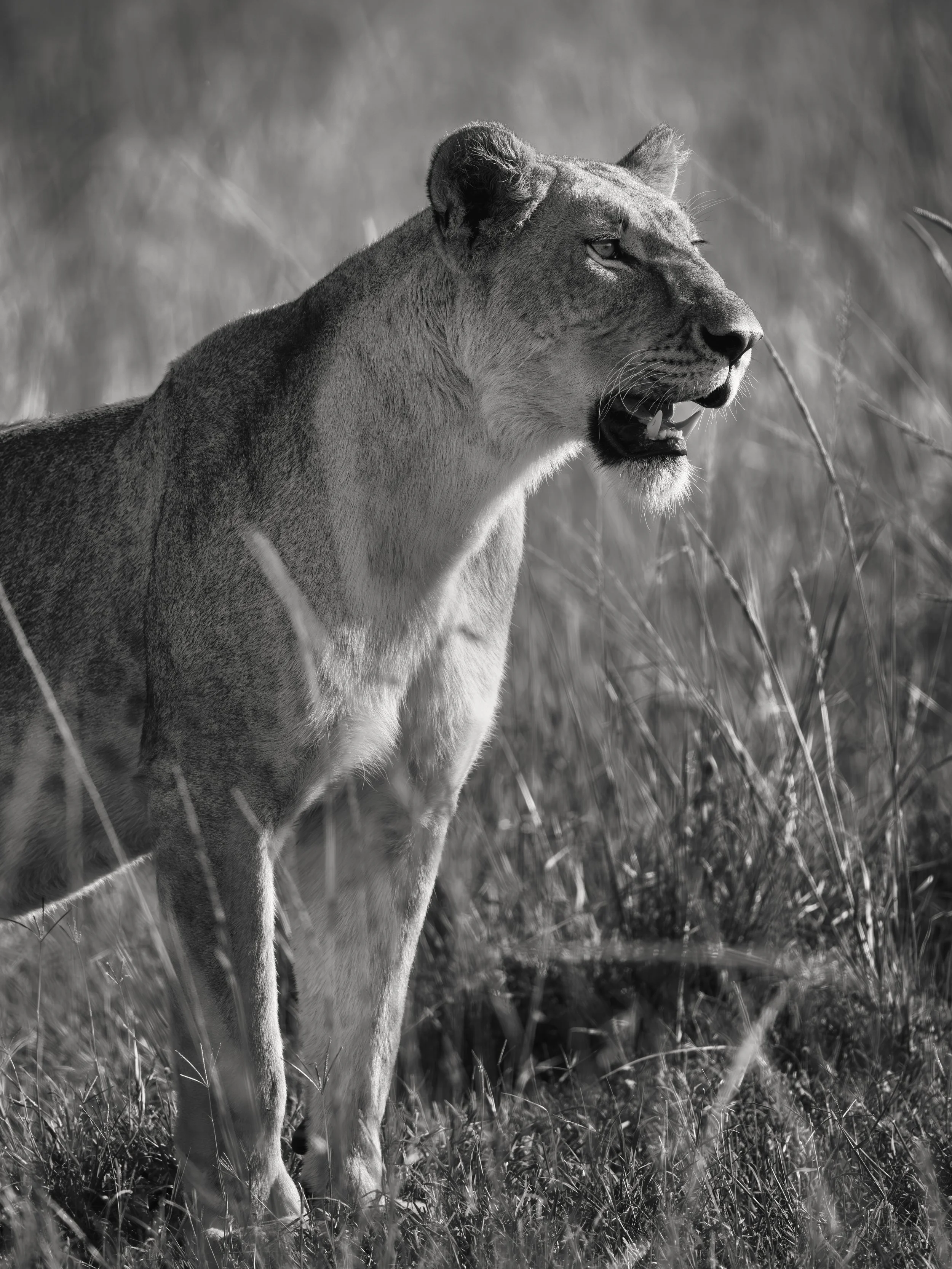 Morii ready Lioness026.JPG