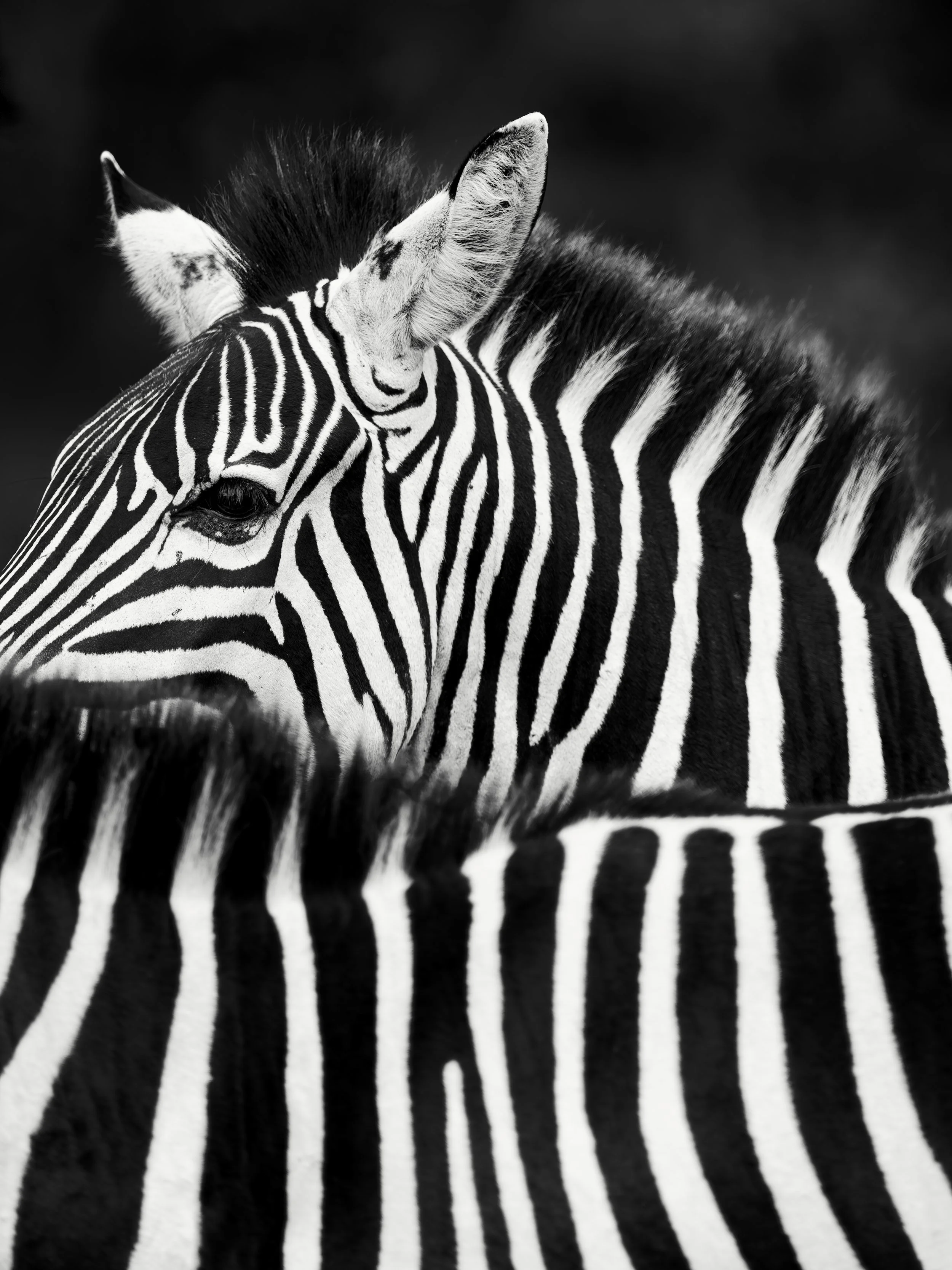 Morii ready Zebra 002.JPG