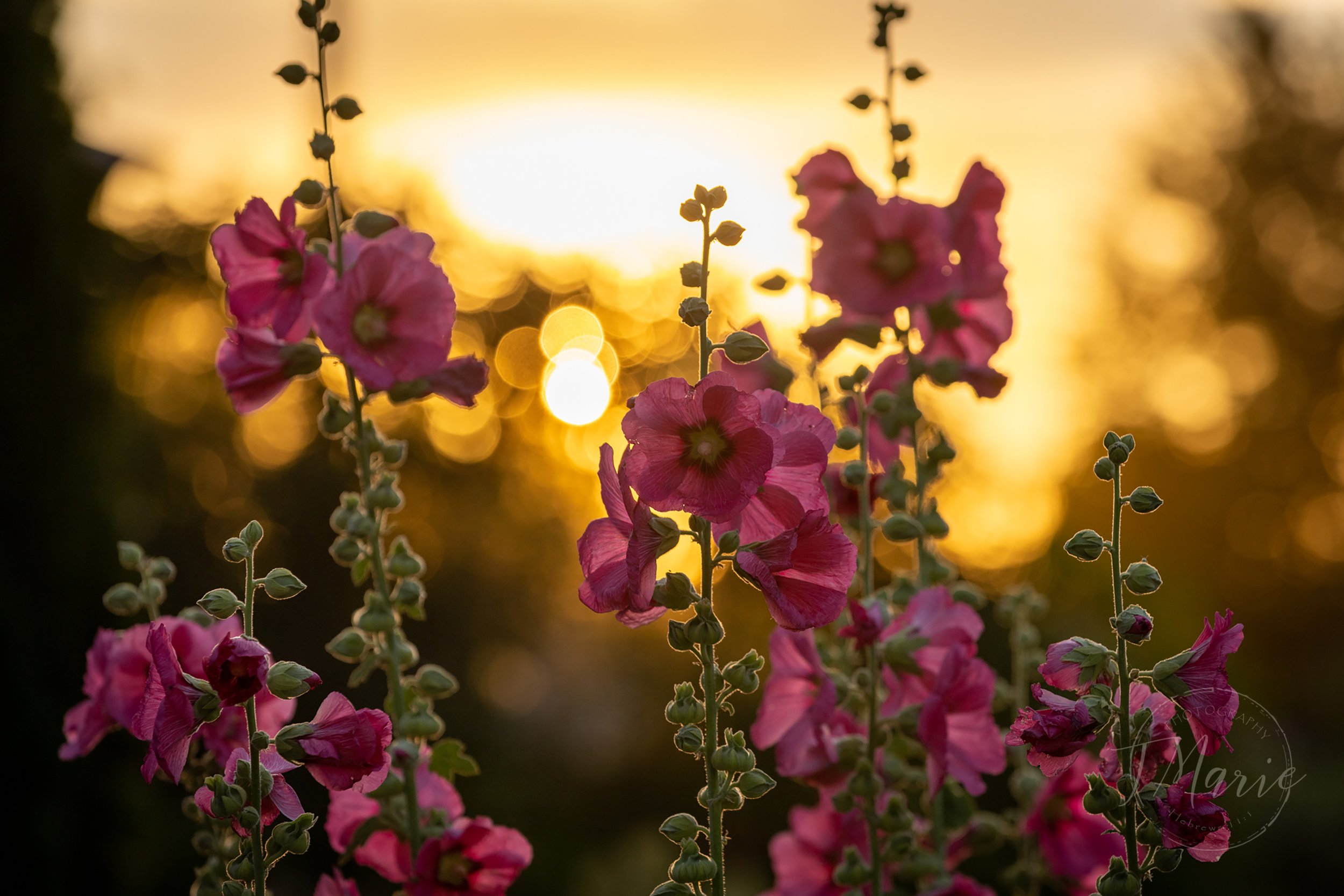Hollyhocks and Sunsets