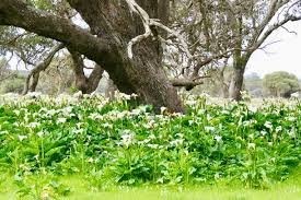 State of the Environment