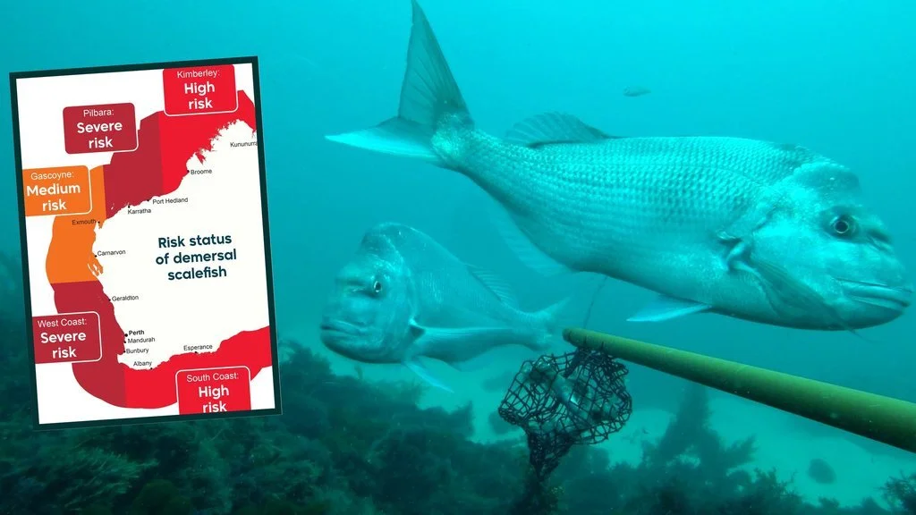 Demersal Fishing Ban