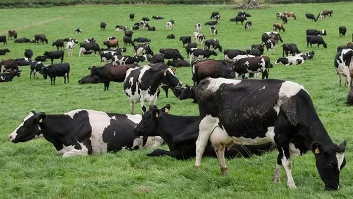 Animal protection