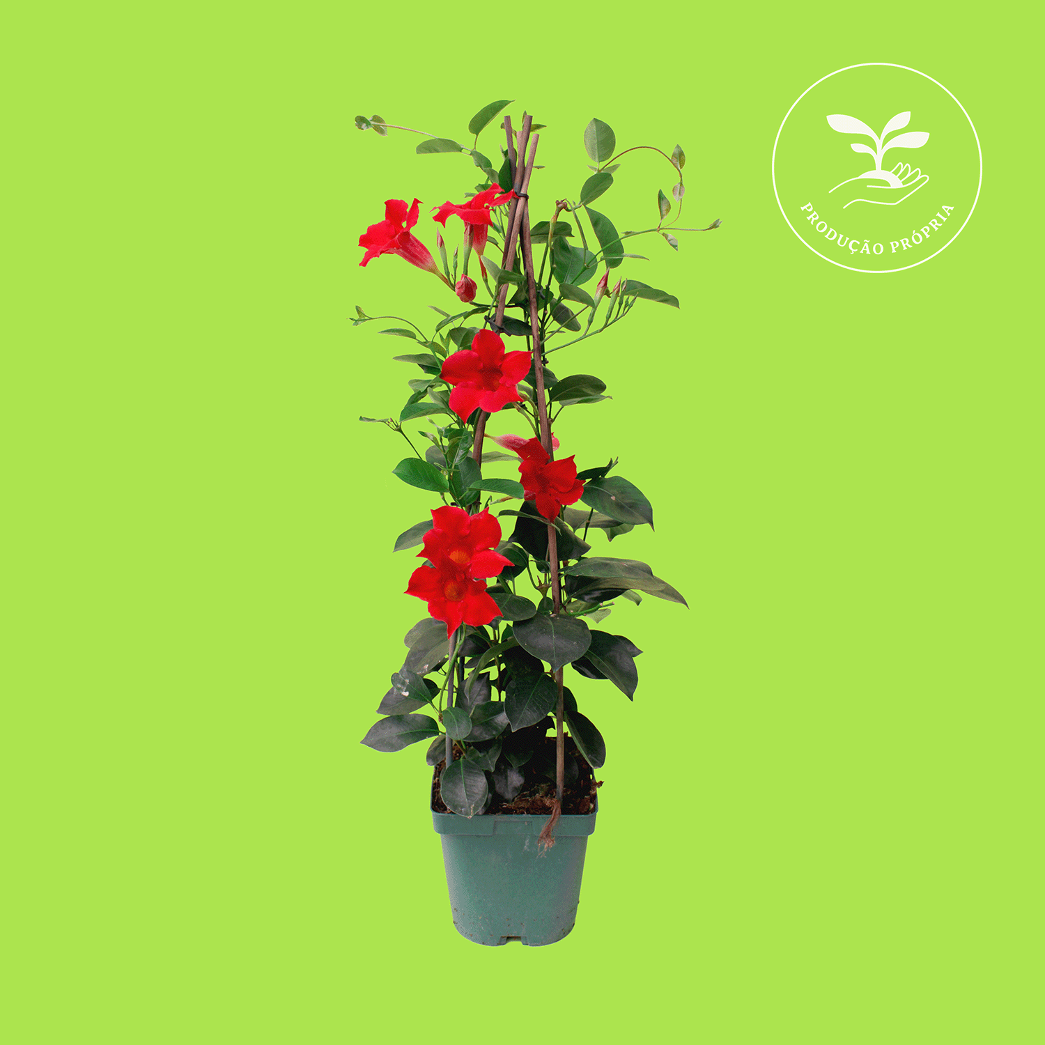 Mandevilla-Sundaville.png