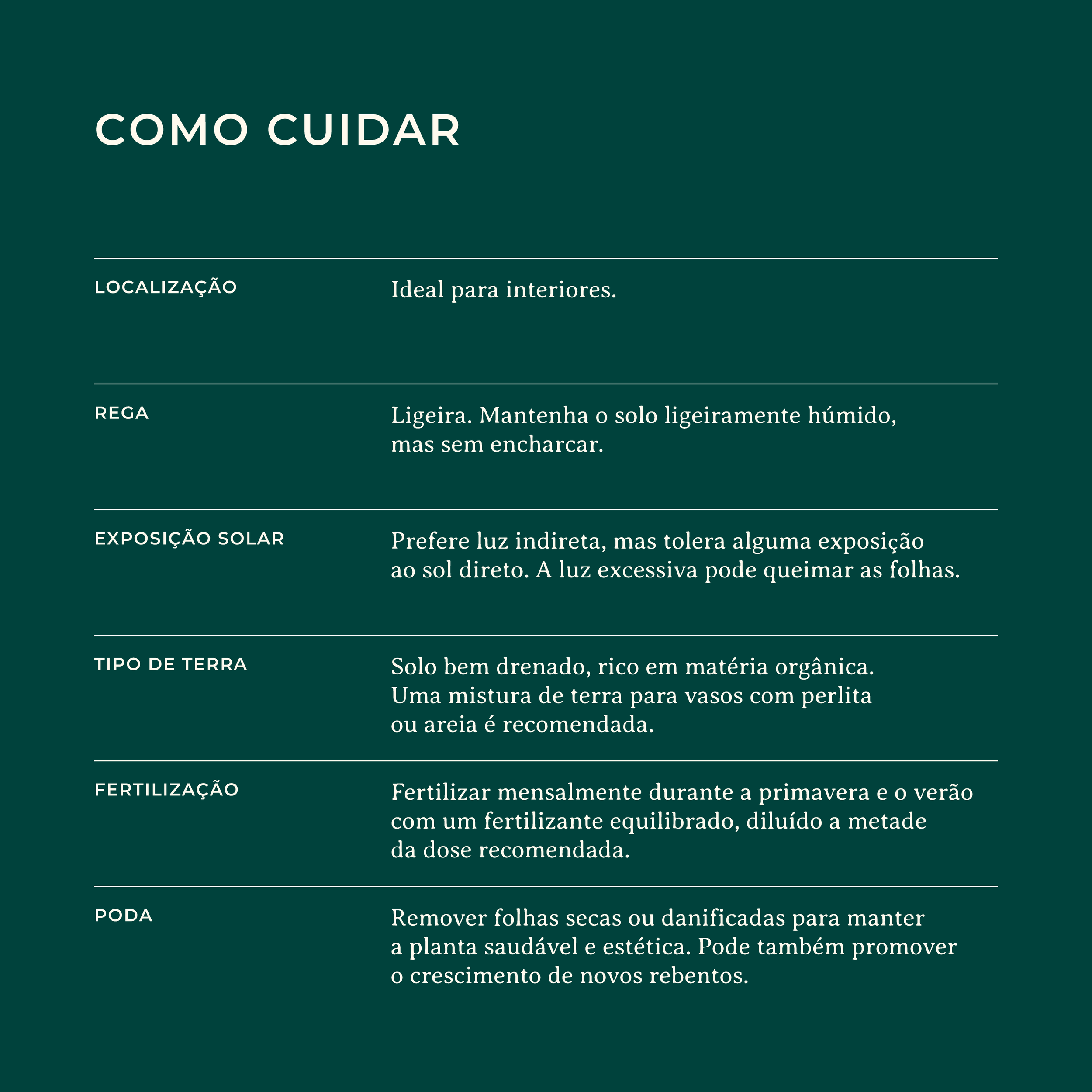 Chlorophytum-Comosum-Identificacao-Website_Como-Cuidar.png