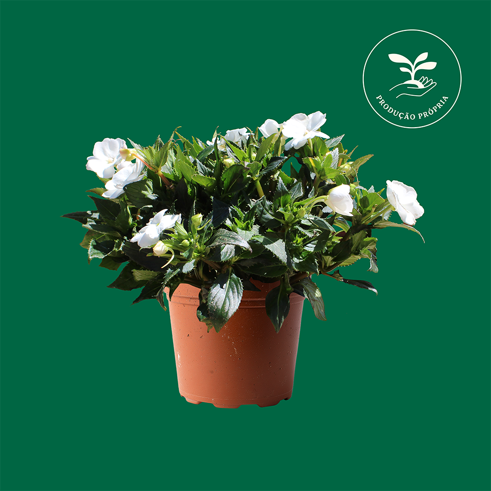 Impatiens-Sunpatiens-Branco.png