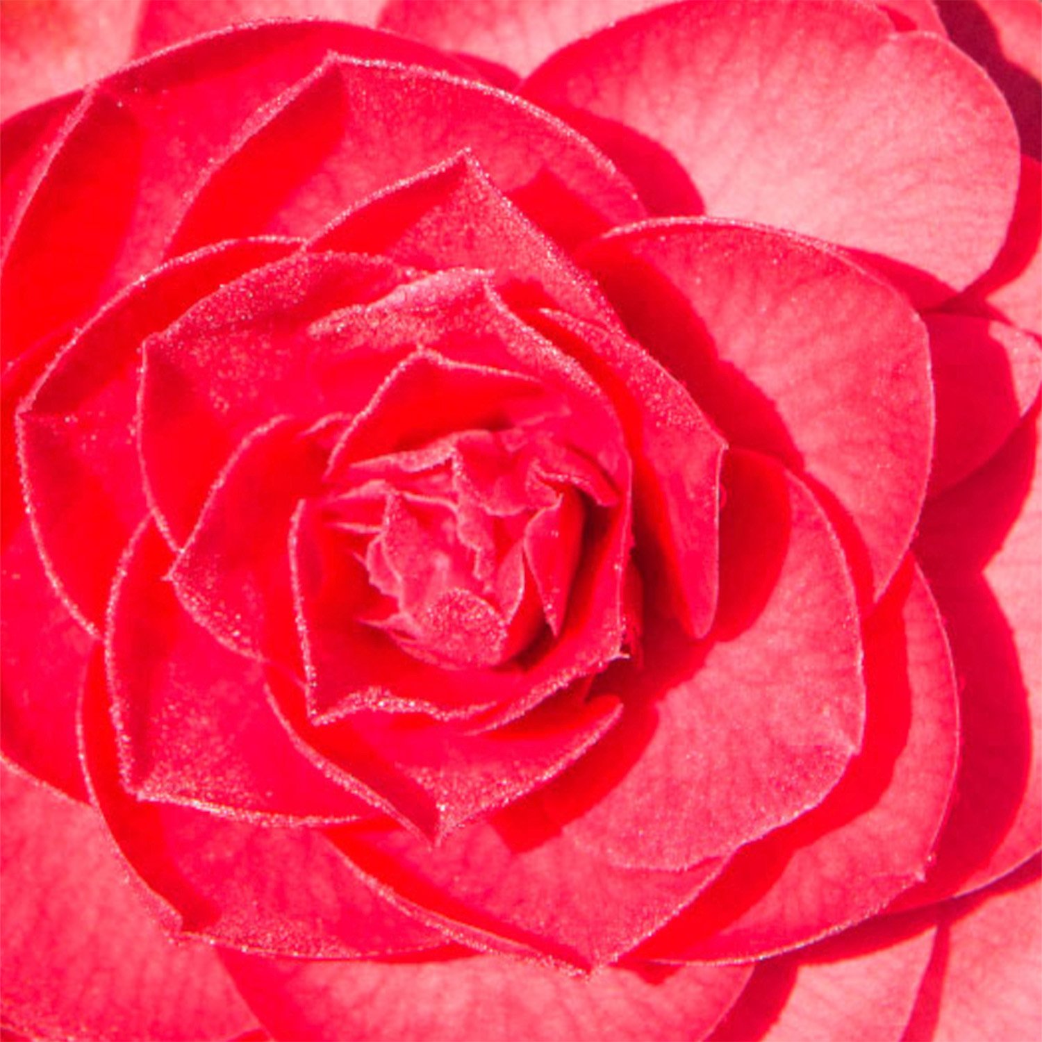 Camelia-Detail-Flor-4.jpg