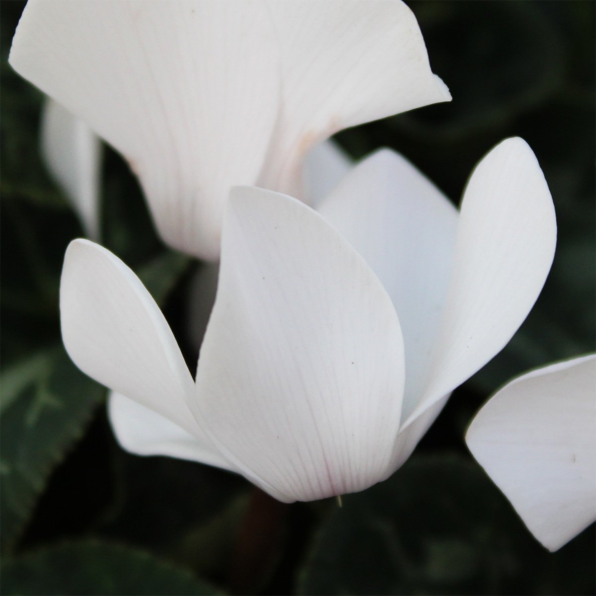 Cyclamen-Detail-04.jpg
