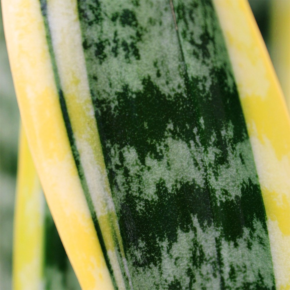 Sansevieria-Laurentii-Detail.jpg